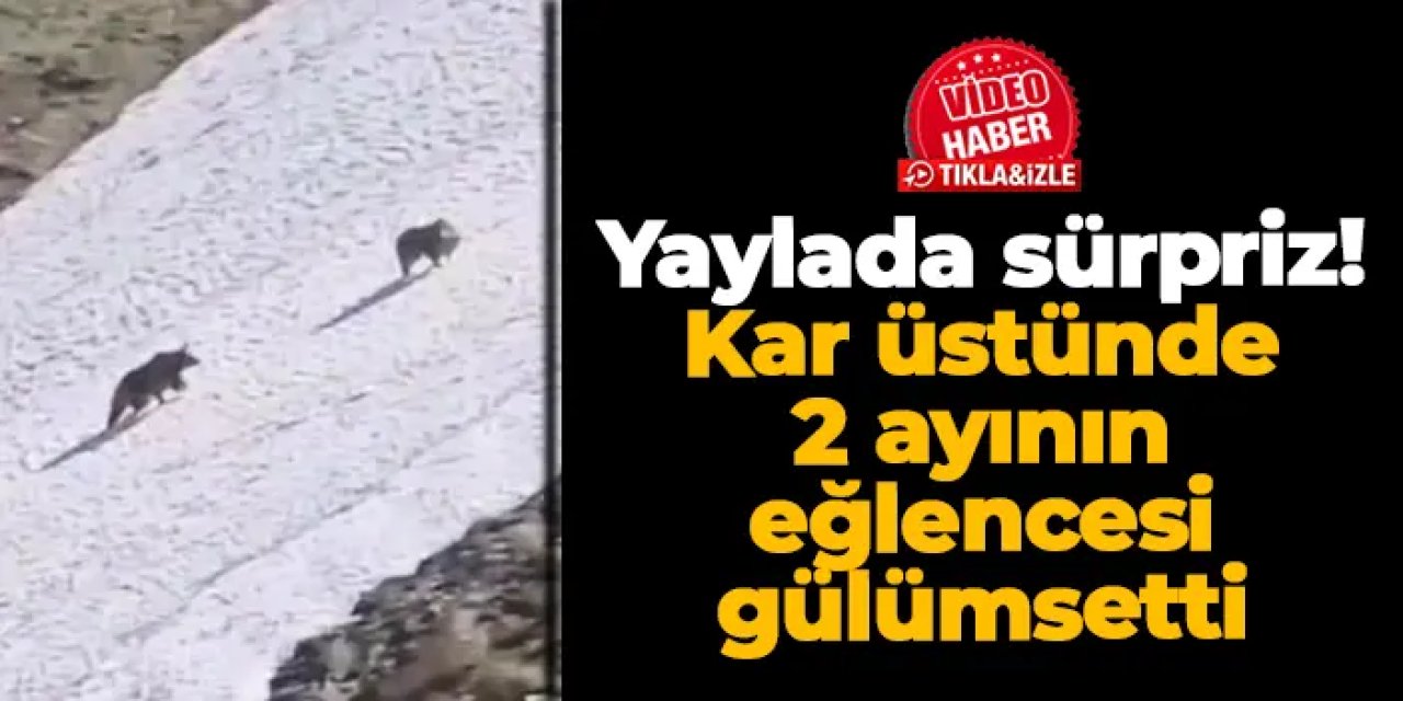 Artvin'de yaylada sürpriz: Kar üstünde 2 ayının eğlencesi gülümsetti