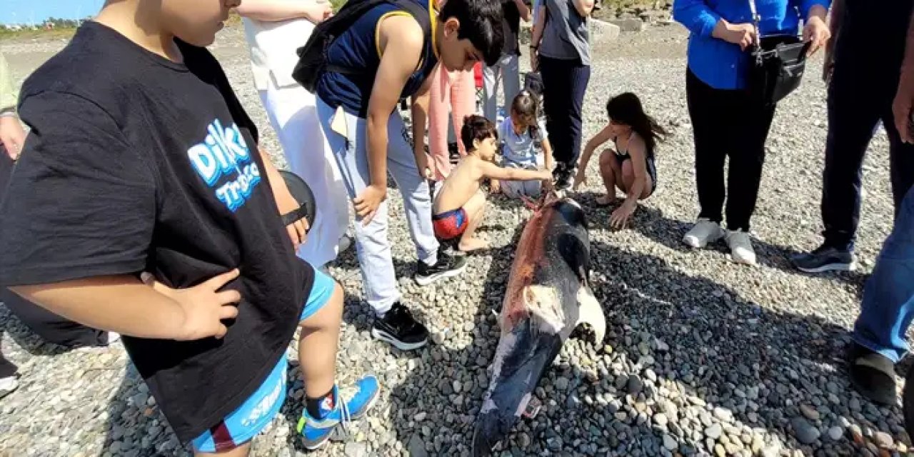 Trabzon'da ölü yunus karaya vurdu!