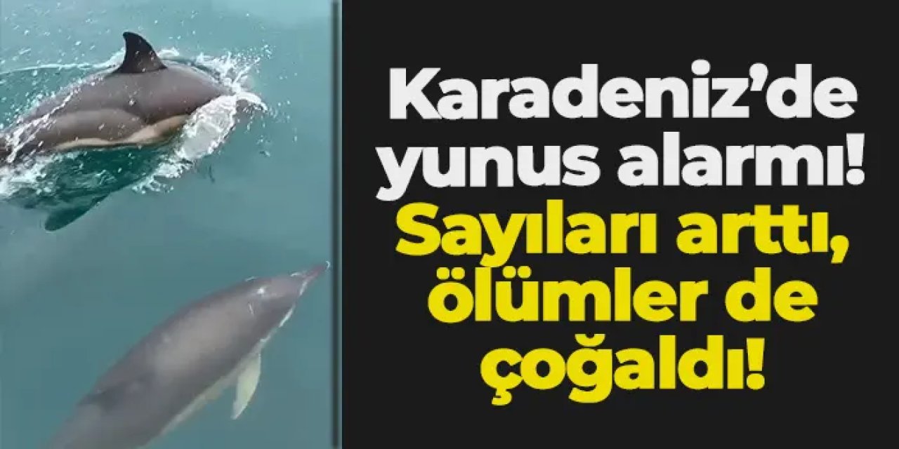 Karadeniz’de yunus alarmı: Sayıları arttı, ölümler de çoğaldı!