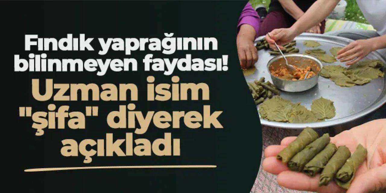Fındık yaprağının bilinmeyen faydası! Uzman isim "şifa" diyerek açıkladı