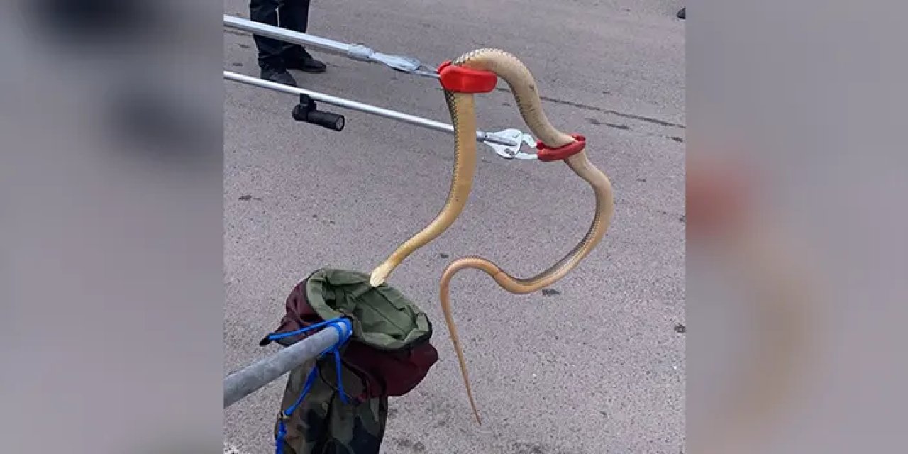 Gümüşhane'de otomobil tekerleğinden yılan çıktı