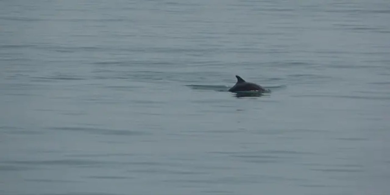 Yunusların dansı Samsun açıklarında görsel şölene dönüştü!