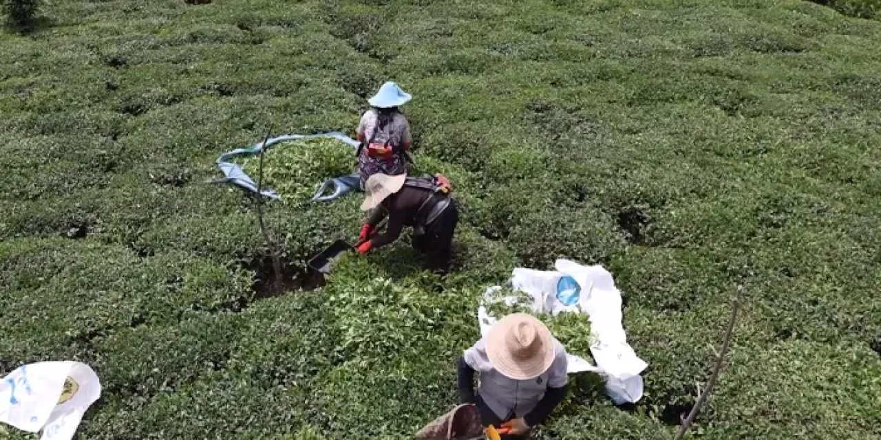 Trabzon'da çayda ilk sürgün hasadı sürüyor