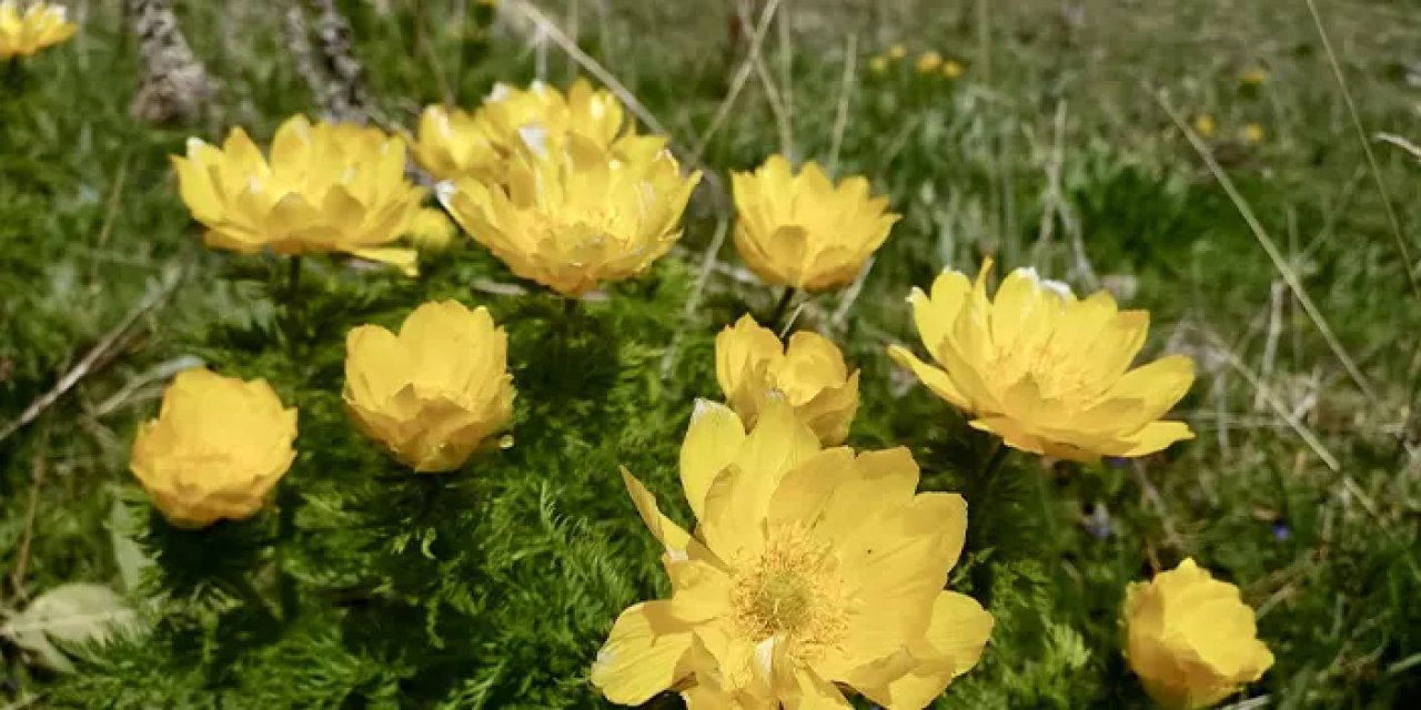 150 yıl sonra yeniden açtı: Giresun’un sarı dağ gülü göz kamaştırıyor
