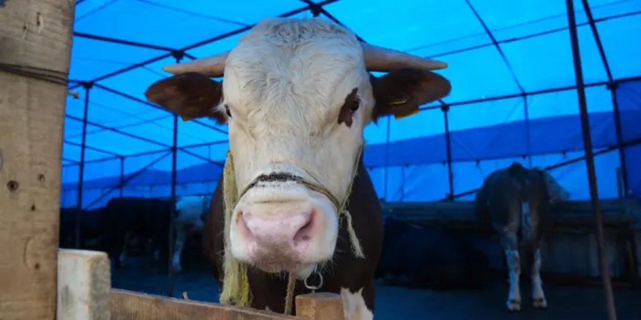 Samsun’da kurban pazarı yüzleri güldürdü!