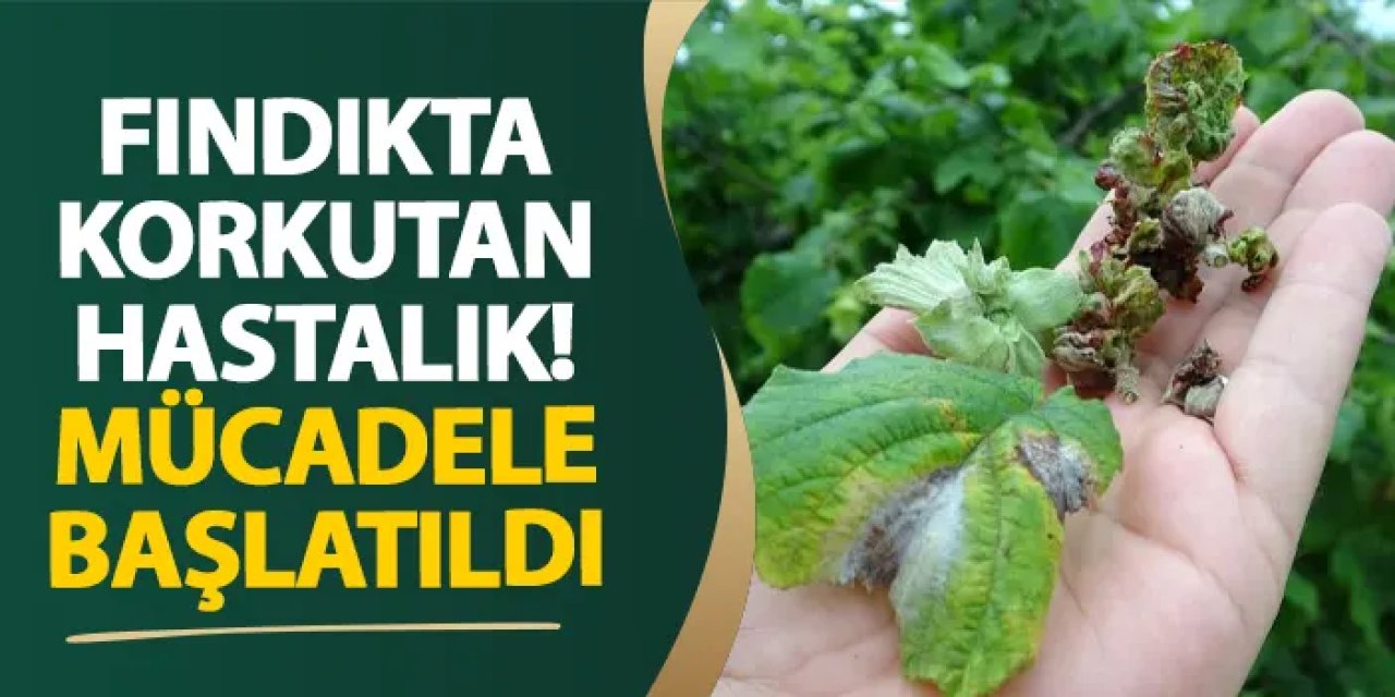 Ordu’da fındıkta korkutan hastalık! Mücadele başlatıldı