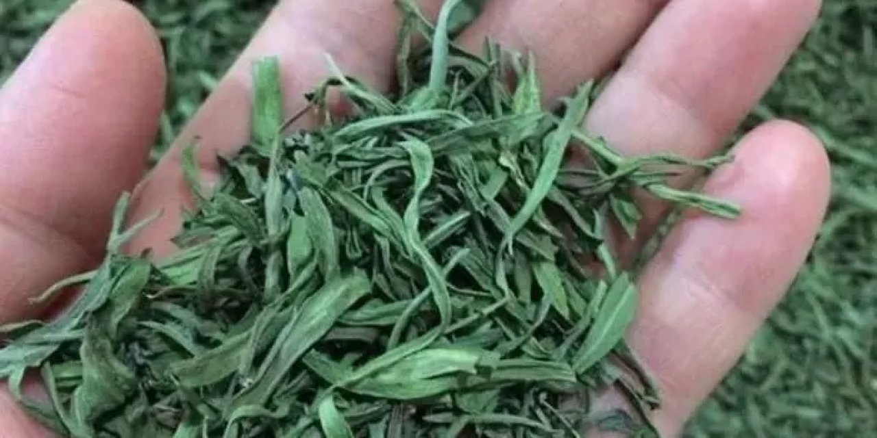 Bayburt’ta tarhun fidesi dağıtıldı!