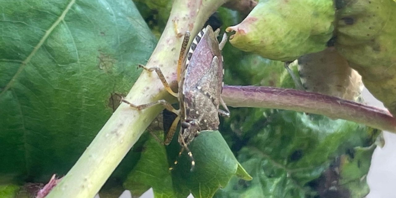 Trabzon'un kabusu Bursa'yı da istila etti