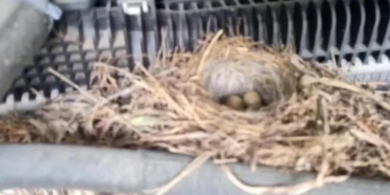 Rize’de duygulandıran hareket! Kuşlar için kontağı açmıyor