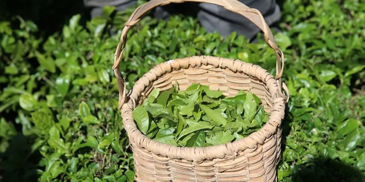 Yaş çay alımında yeni dönem: ÇAYKUR randevu sistemine geçiyor