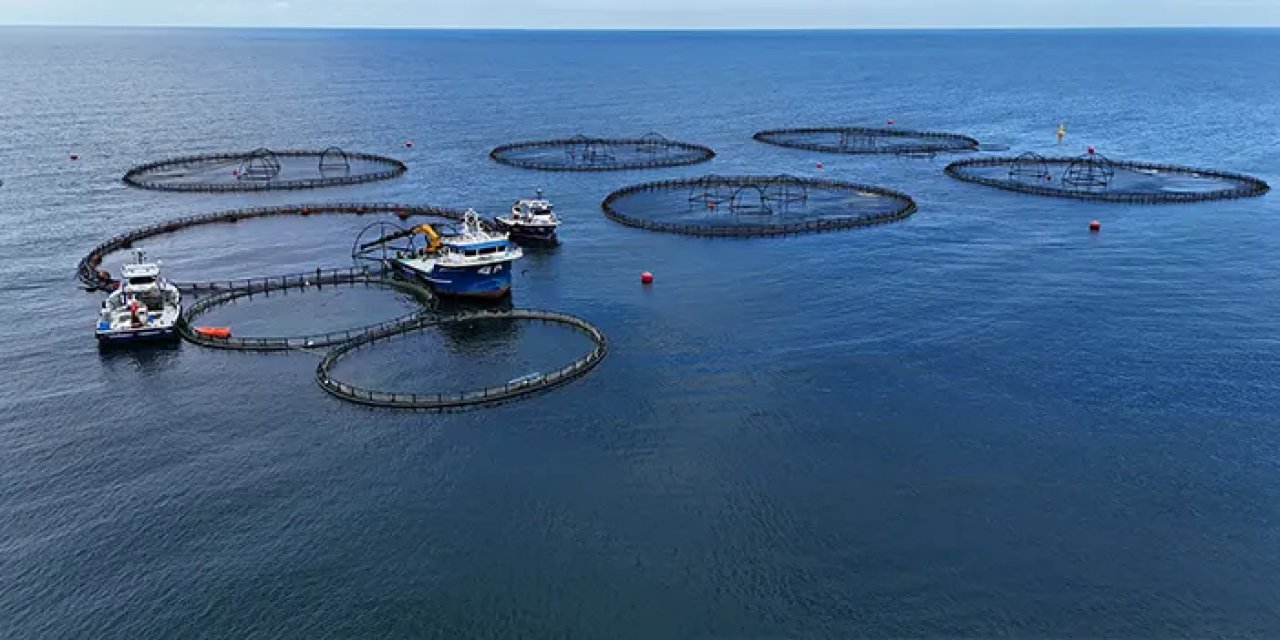 Kafesten milyarlık kazanç: Ordu'dan dünya sofralarına somon