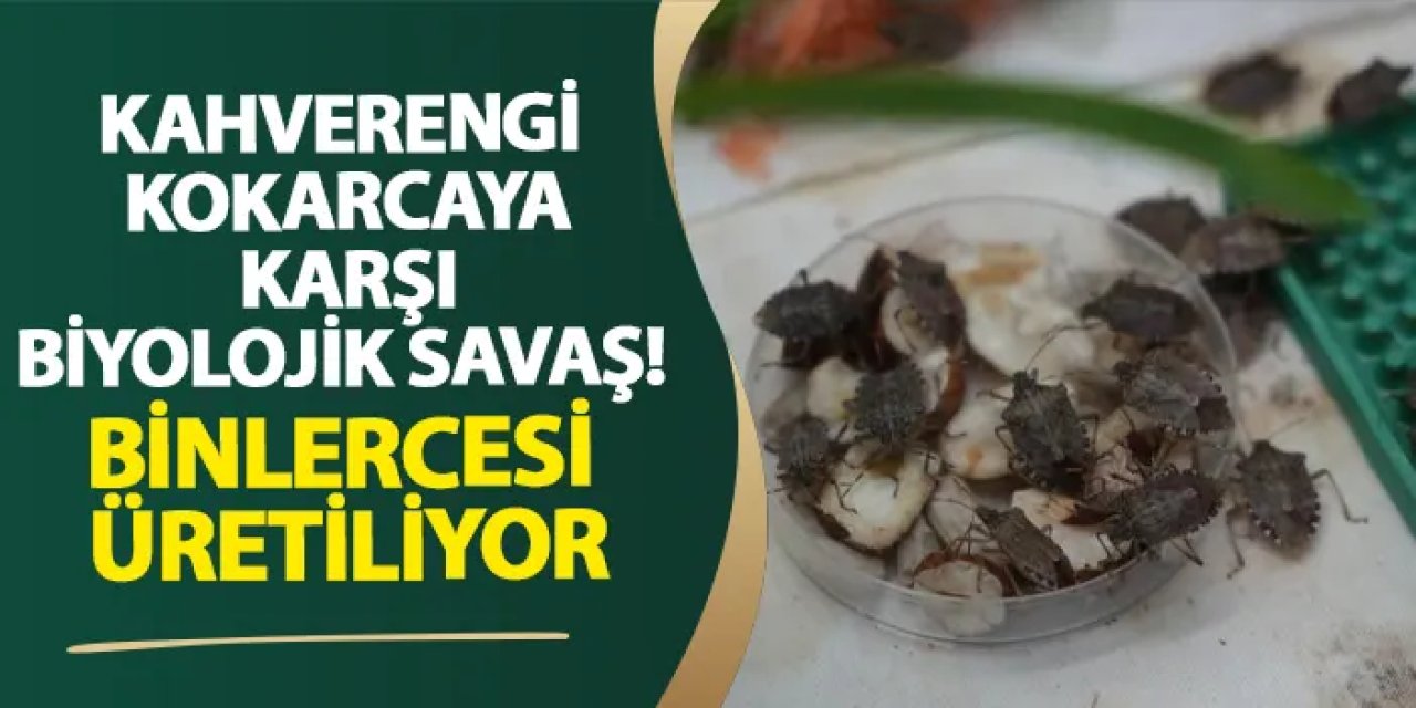 Samsun’da kahverengi kokarcaya karşı biyolojik savaş! Binlercesi üretiliyor