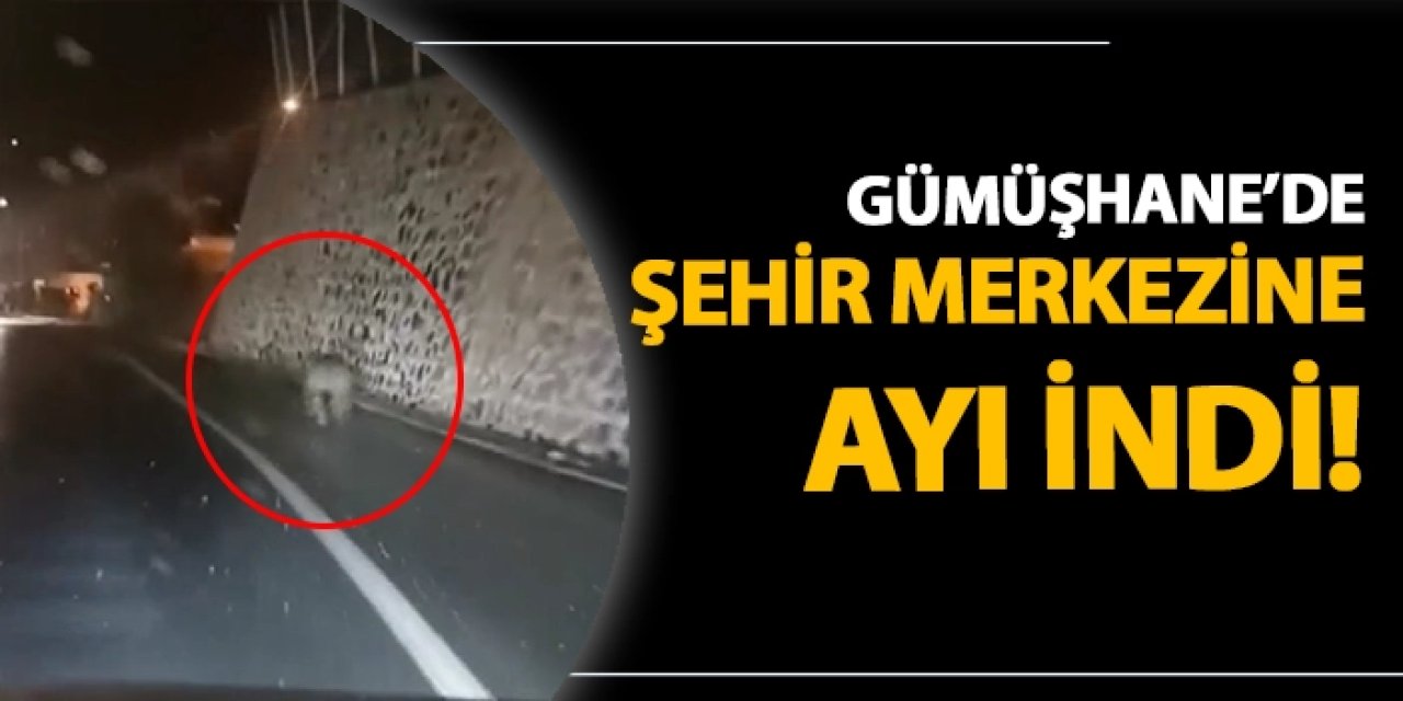 Gümüşhane'de şehir merkezine ayı indi!
