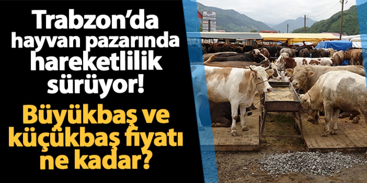 Trabzon'da besiciler kurbanlık satışlarından memnun! Büyükbaş ve küçükbaş fiyatı ne kadar?