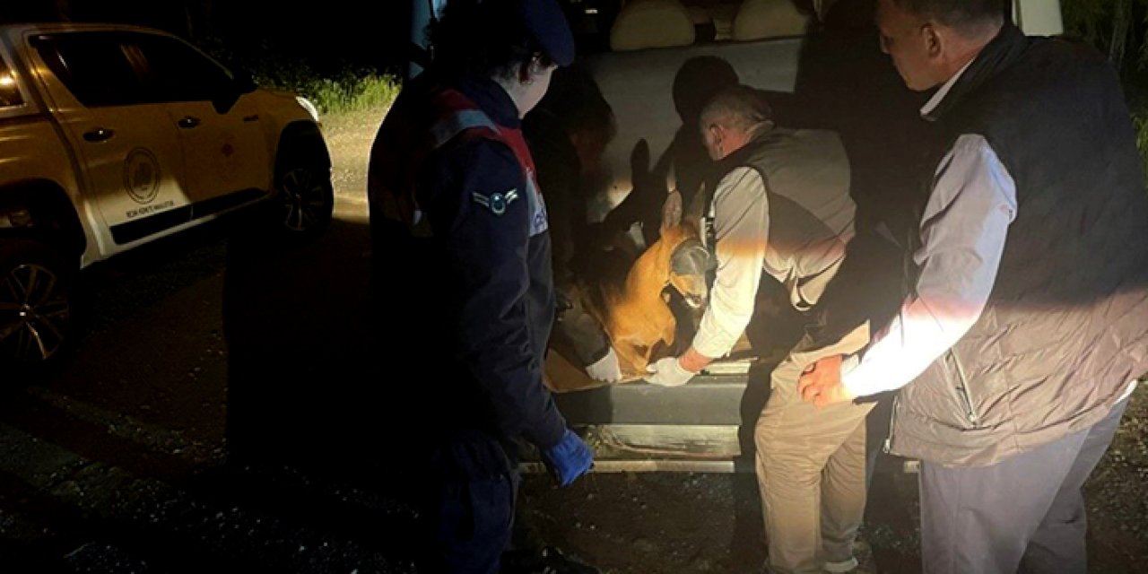 Gümüşhane'de yaralı karaca tedavi ediliyor