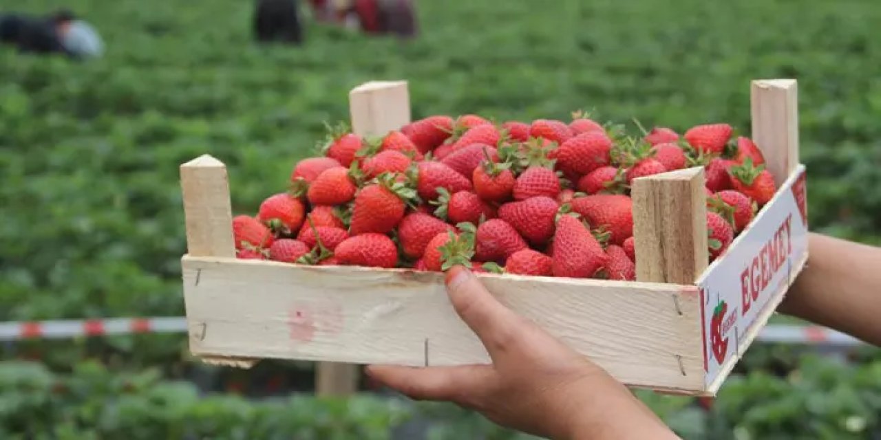 Yılın yarısı tarlada: Kadınlar çilekle geçimini sağlıyor