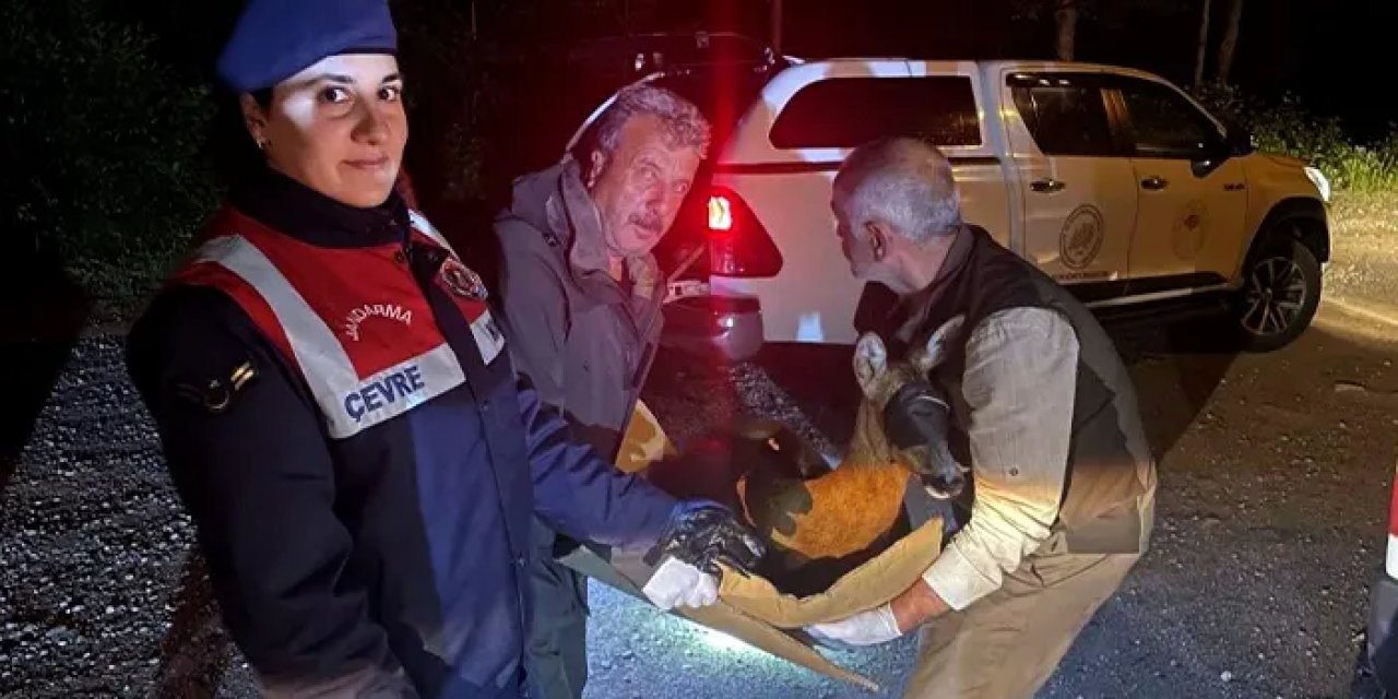 Gümüşhane’de yaralı karacaya jandarma şefkati!