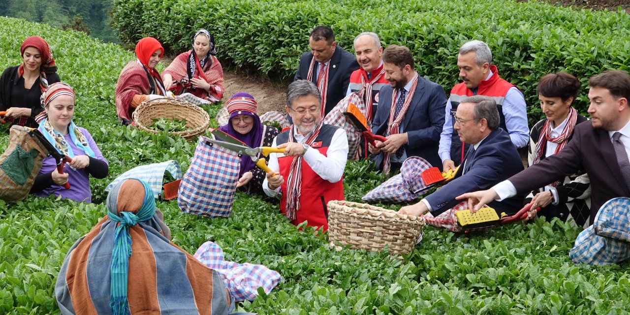 Rize'de çayda korkulan olmadı