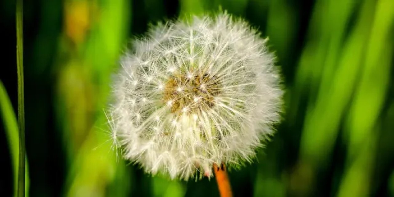 Artvin’de kartpostallık görüntüler görenleri büyüledi