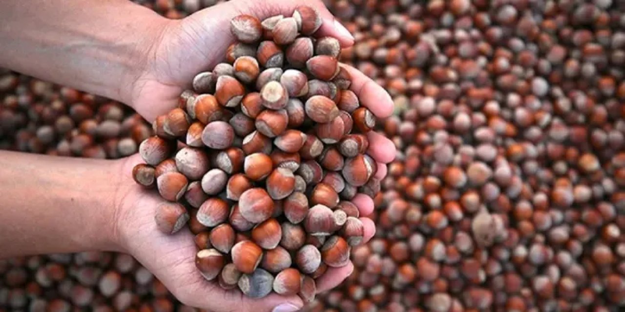 Fındıktan 5 ayda 1 milyarlık gelir