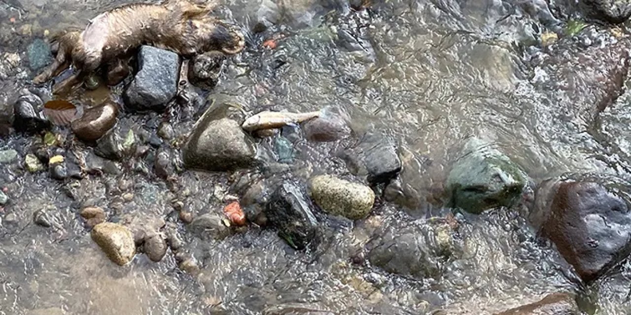 Rize'de dere balıklarının ölümü tedirginlik yarattı: İnceleme başlatıldı