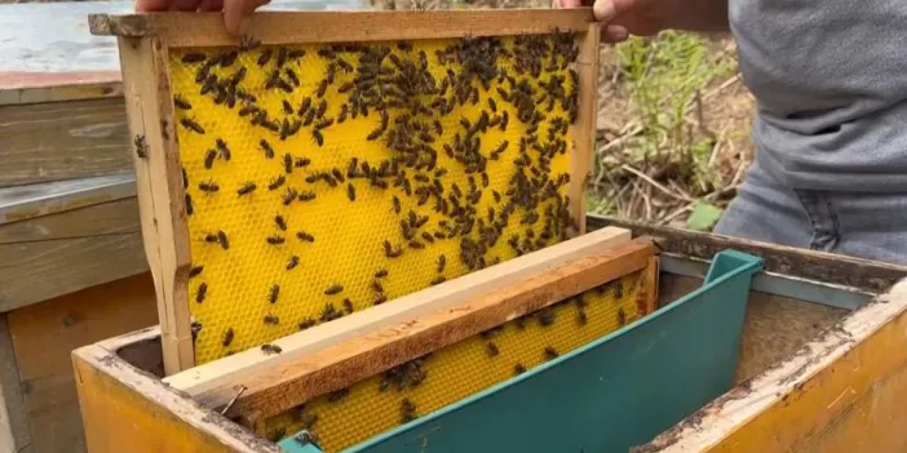 Giresun’da üretilen bu balın azı şifa çoğu tehlikeli
