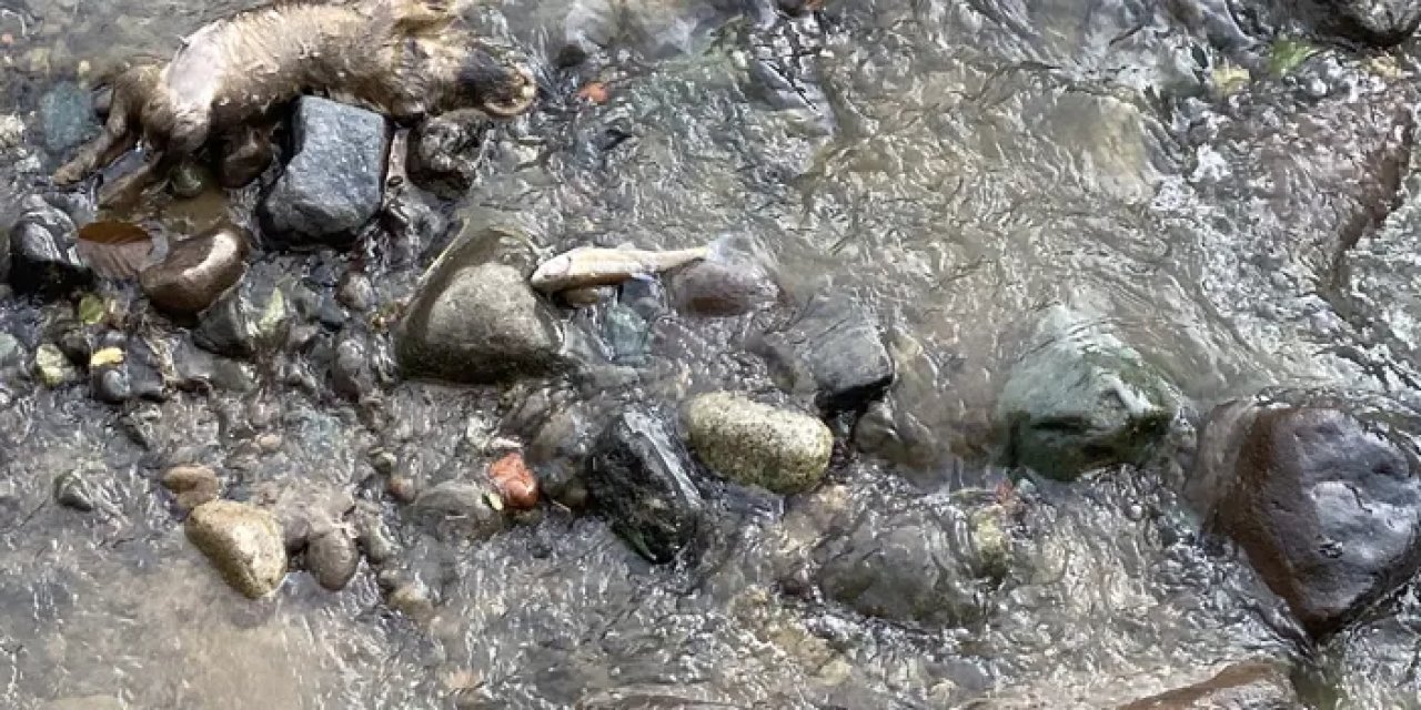 Rize’de korkutan balık ölümleri! İnceleme başlatıldı