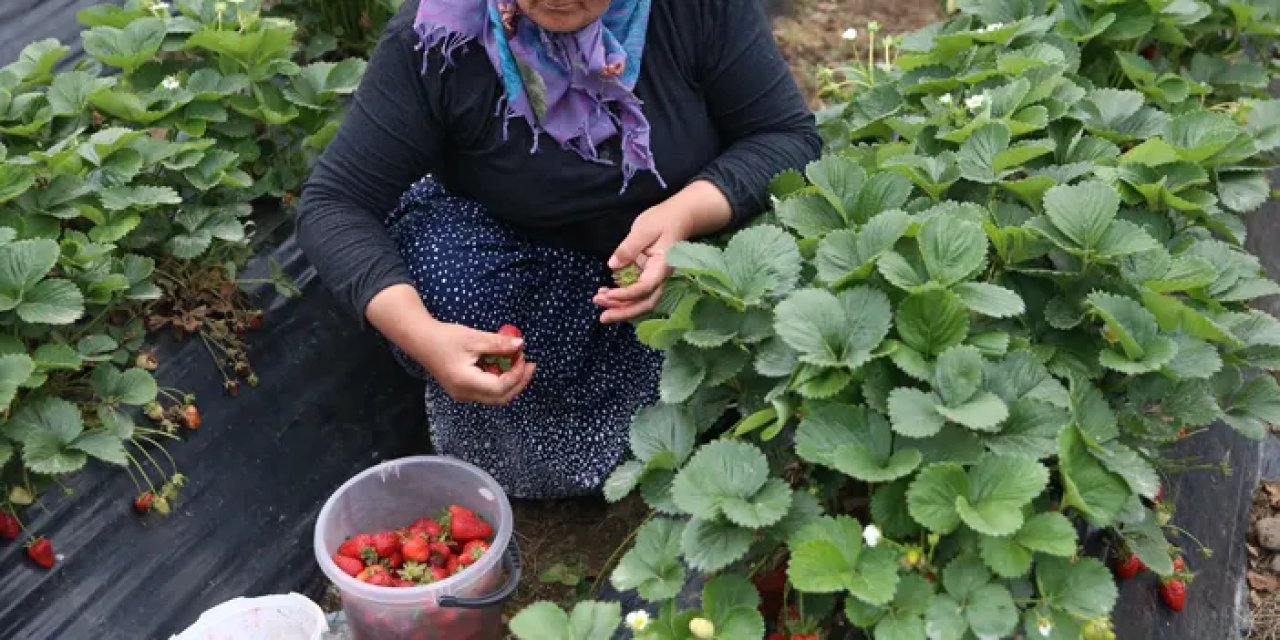 Ordu’da çilek hasadı başladı!