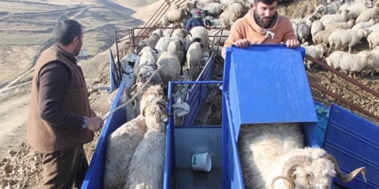 Bayburt’ta küçükbaş hayvanlar makinelerde yıkanarak hazırlanıyor
