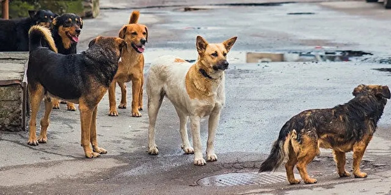 O ilde sahipsiz köpekler toplatılıyor