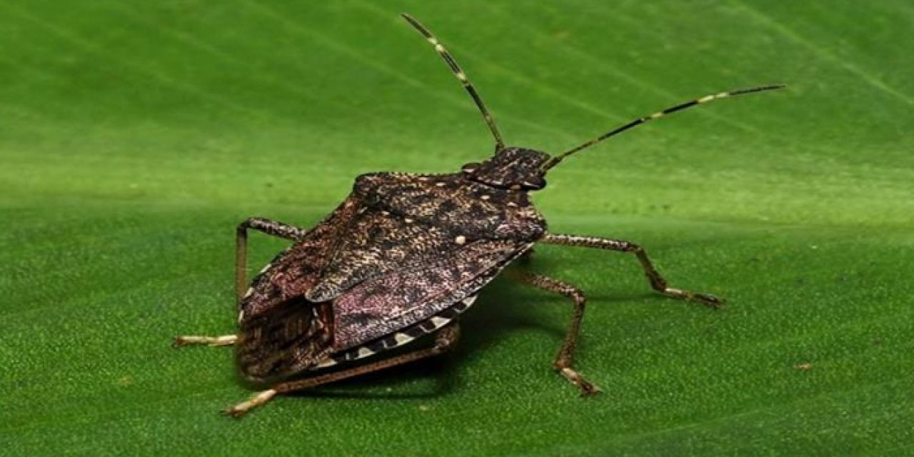 Samsun’da Kahverengi kokarca böceğiyle mücadele
