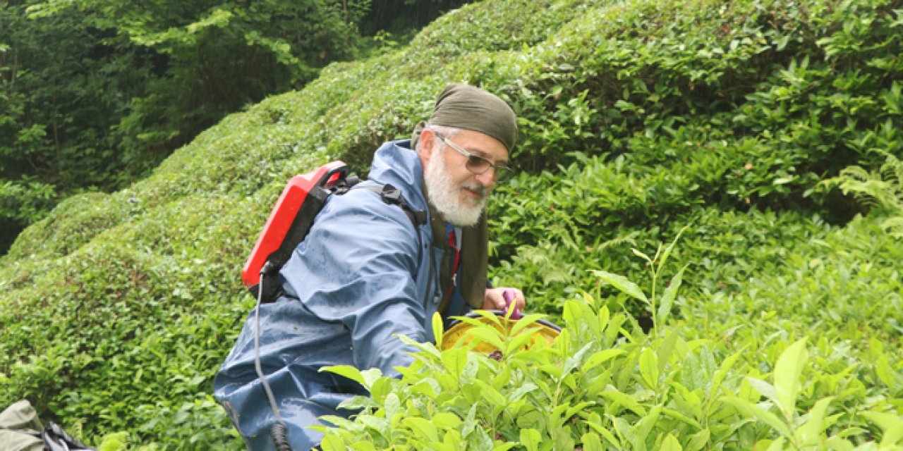 Rize’de çay bahçelerinde sürgün başladı!