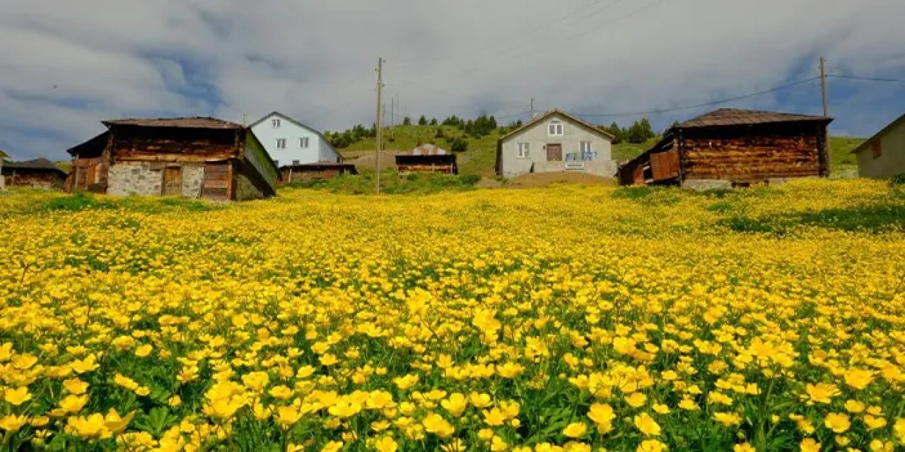 Gümüşhane yaylalarında görsel şölen: Çiçekler halı gibi serildi