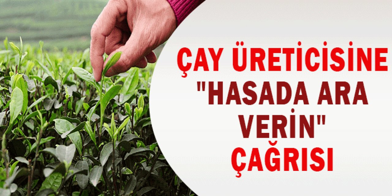 Rize'de çay üreticisine  "Hasada Ara Verin" çağrısı!