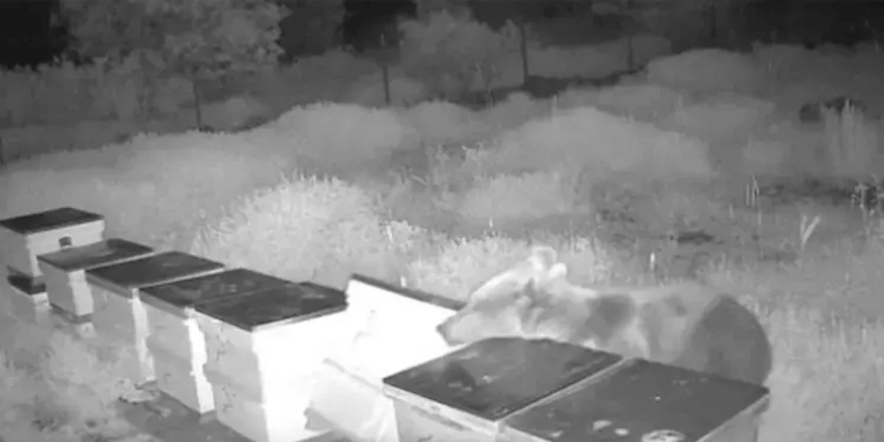 Antalya'da arı kovanına ayı dadandı! Dikkatli olun