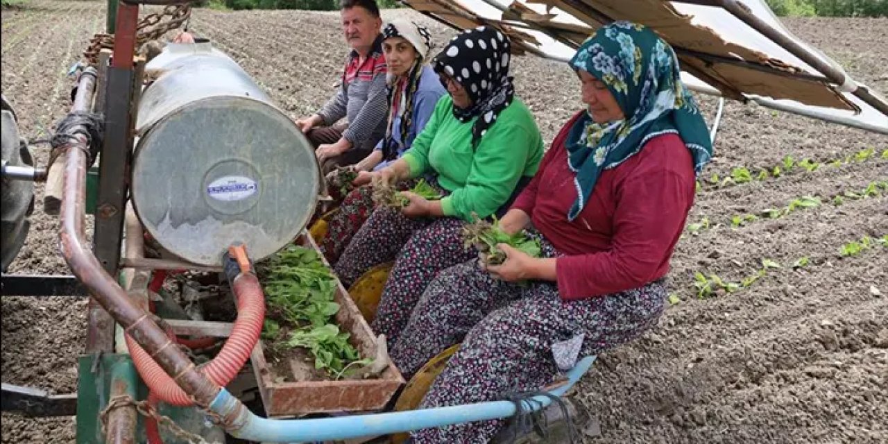 Samsun'da tütün üreticilerinden fiyat tepkisi: “500 TL olmalı”