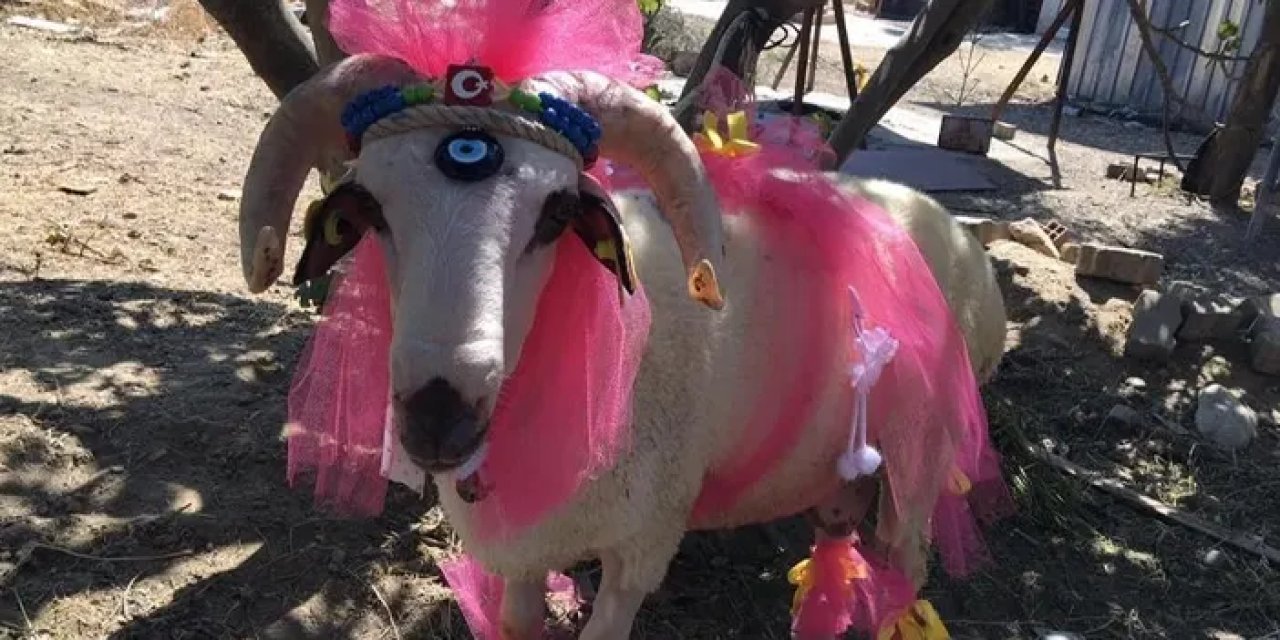 Bayburt’ta gelin adayına kurban geleneği sürdürülüyor!