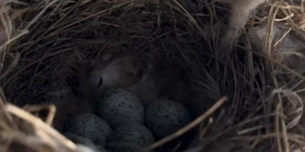 Artvin’de kuşlar ekskavatöre yuva yaptı! Çalışmalar durduruldu