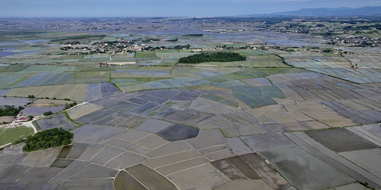Samsun'un Alaçam ilçesinde 23 bin 800 dekar alanda çeltik ekimi yapılıyor
