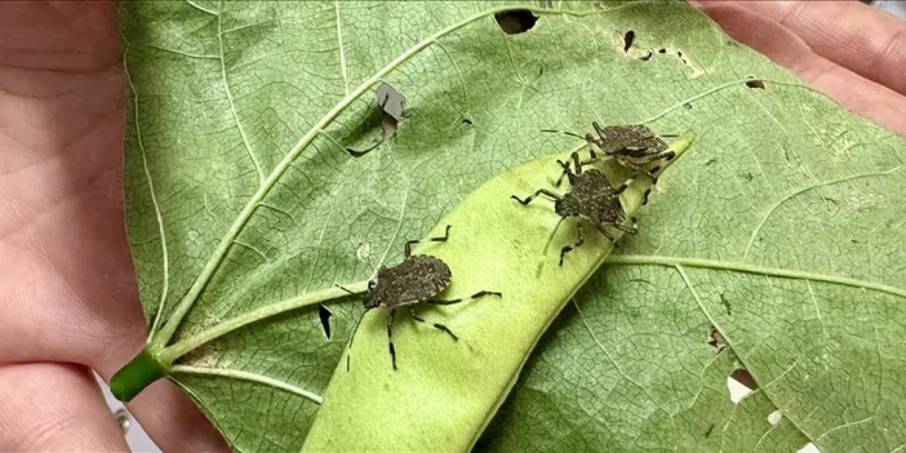Fındığı kurtaracak hamle: 300 bin samuray arısı doğaya salınacak!