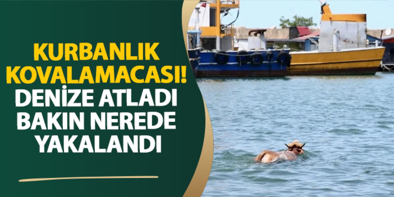 Giresun’da kurbanlık kovalamacası! Denize atladı bakın nerede yakalandı