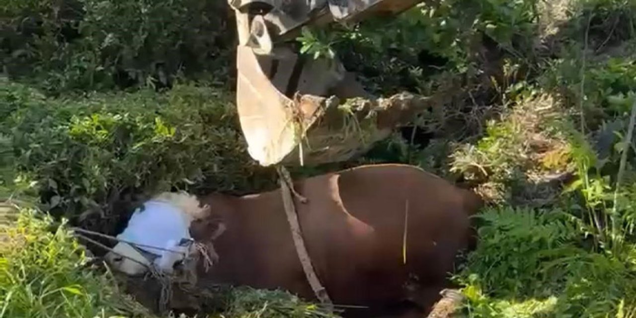 Bağını koparıp çukura düşen boğayı iş makinası çıkardı