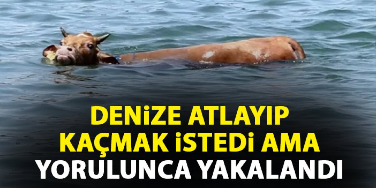 Giresun'da denize atlayan kurbanlık için filmleri aratmayan operasyon