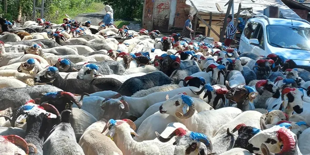 Bursa'da bordo mavi koçlar bayramın gözdesi oldu
