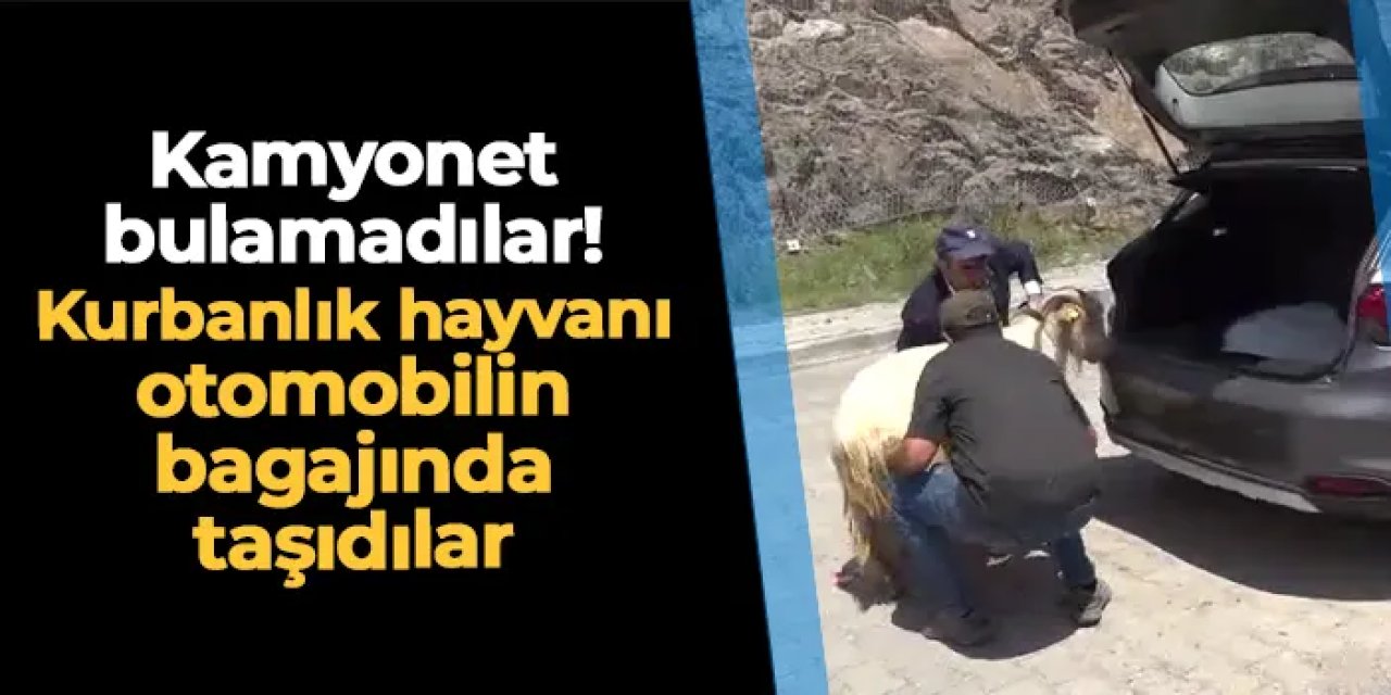 Artvin'de kamyonet bulamadı: Kurbanlığını otomobilde taşıdı