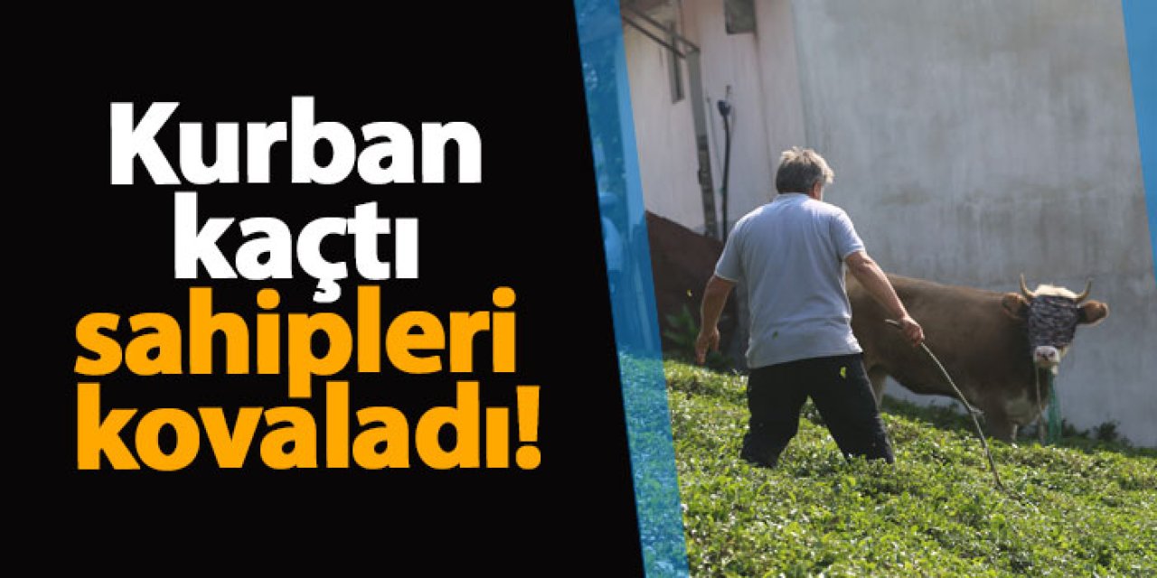 Rize'de kurban kaçtı, sahipleri kovaladı!
