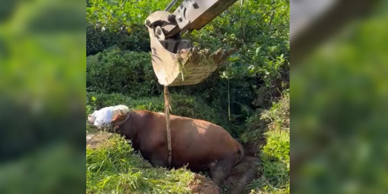 Rize’de bağını koparan kurban çukura düştü