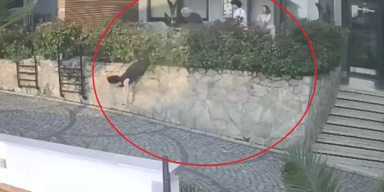 Ordu'da doktorun iteklediği kadın düşerek ağır yaralandı