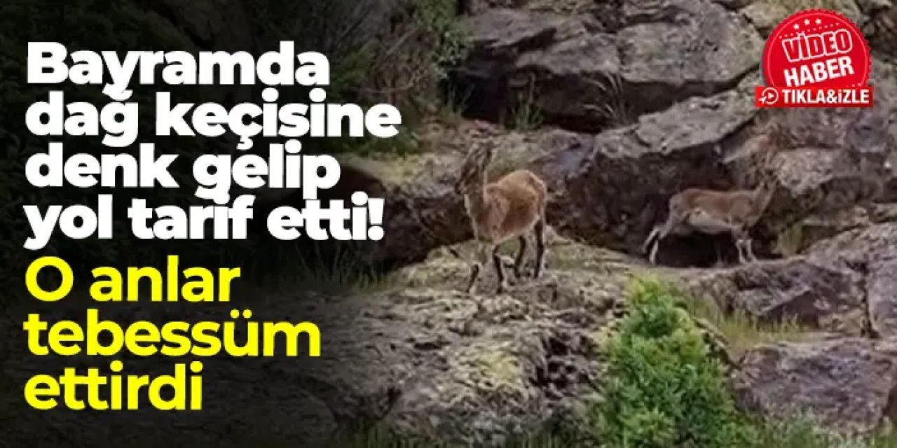 Bayburt'ta bir vatandaşın bayramda dağ keçileriyle denk geldiği anlar tebessüm ettirdi!