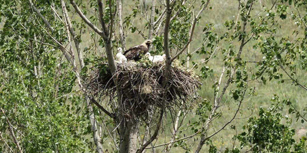 Şah kartal yuvaları takipte: Türkiye'de en fazla 80 çift bulunduğu tahmin ediliyor